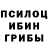 Псилоцибиновые грибы мицелий Taya Tunik